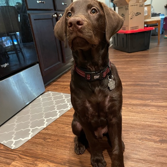 Meet your Posher, Tracie - Picture 5 of 9